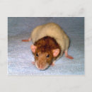 Search for cute rats postcards Pet