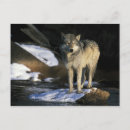 Search for wolf postcards Usa