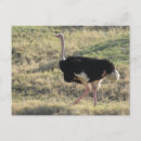 Search for ostrich postcards Nature
