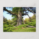 Search for lebanon postcards Tree