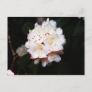 Search for mountain laurel flower postcards White