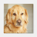 Search for golden retriever magnets Animal
