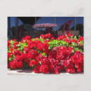 Search for red geraniums postcards Summer