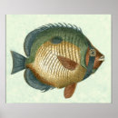Search for fins art Animal