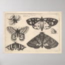 Search for vintage moth illustration posters Nature