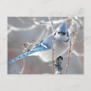 Search for bluejay postcards Blue jays