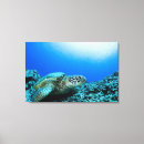 Search for underwater canvas prints Animals