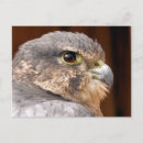 Search for prey postcards Birds