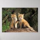 Search for fox pups posters Wildlife