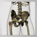 Search for spine posters Vertebra