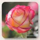 Search for hybrid coasters Rose
