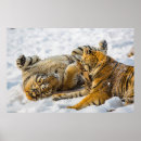 Search for tiger posters Winter