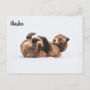 Search for funny image postcards Wildlife photography