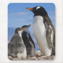 Search for gentoo penguin mouse mats Antarctica