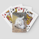 Search for sheep playing cards Cute