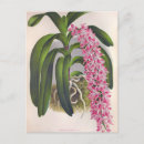 Search for vintage orchid postcards Botanical
