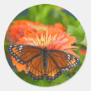 Search for mimic stickers Butterfly