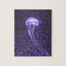 Search for jellyfish Beautiful