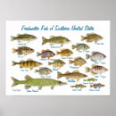 Search for freshwater fish posters Bass