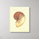 Search for vintage sea shells posters Coastal