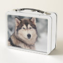 Search for husky lunch boxes Alaskan malamute