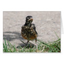 Search for fledgling Robin
