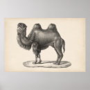 Search for vintage wildlife posters Antique