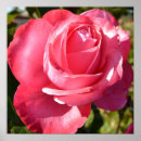 Search for pretty pink roses posters Floral