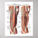 Search for anatomy posters Human