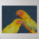 Search for sun conure Yellow