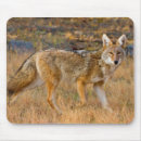 Search for coyote mouse mats Canis latrans
