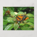 Search for butterfly garden postcards Park
