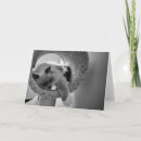 Search for ragdoll cat cards Pet