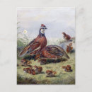 Search for vintage bird paintings postcards Antique