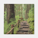 Search for rainforest magnets Usa