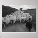 Search for sheepdog posters England