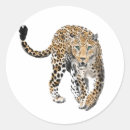 Search for jungle cat stickers Leopard