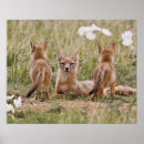 Search for grasslands posters Mammal