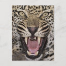 Search for aggressive postcards Nature