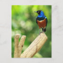 Search for beak vertical postcards Tropical