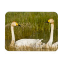 Search for cygnet magnets Nature