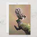 Search for perching cards Outdoors