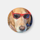 Search for cool magnets Dog