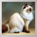 Search for birman cat Feline