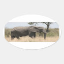 Search for tusk stickers Nature