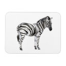 Search for zebra magnets Jungle