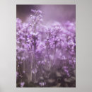 Search for cuckoo posters Cardamine pratensis