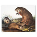 Search for antique mouse posters Wildlife