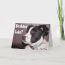 Search for border collie birthday cards Pets