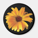 Search for dew magnets Flower